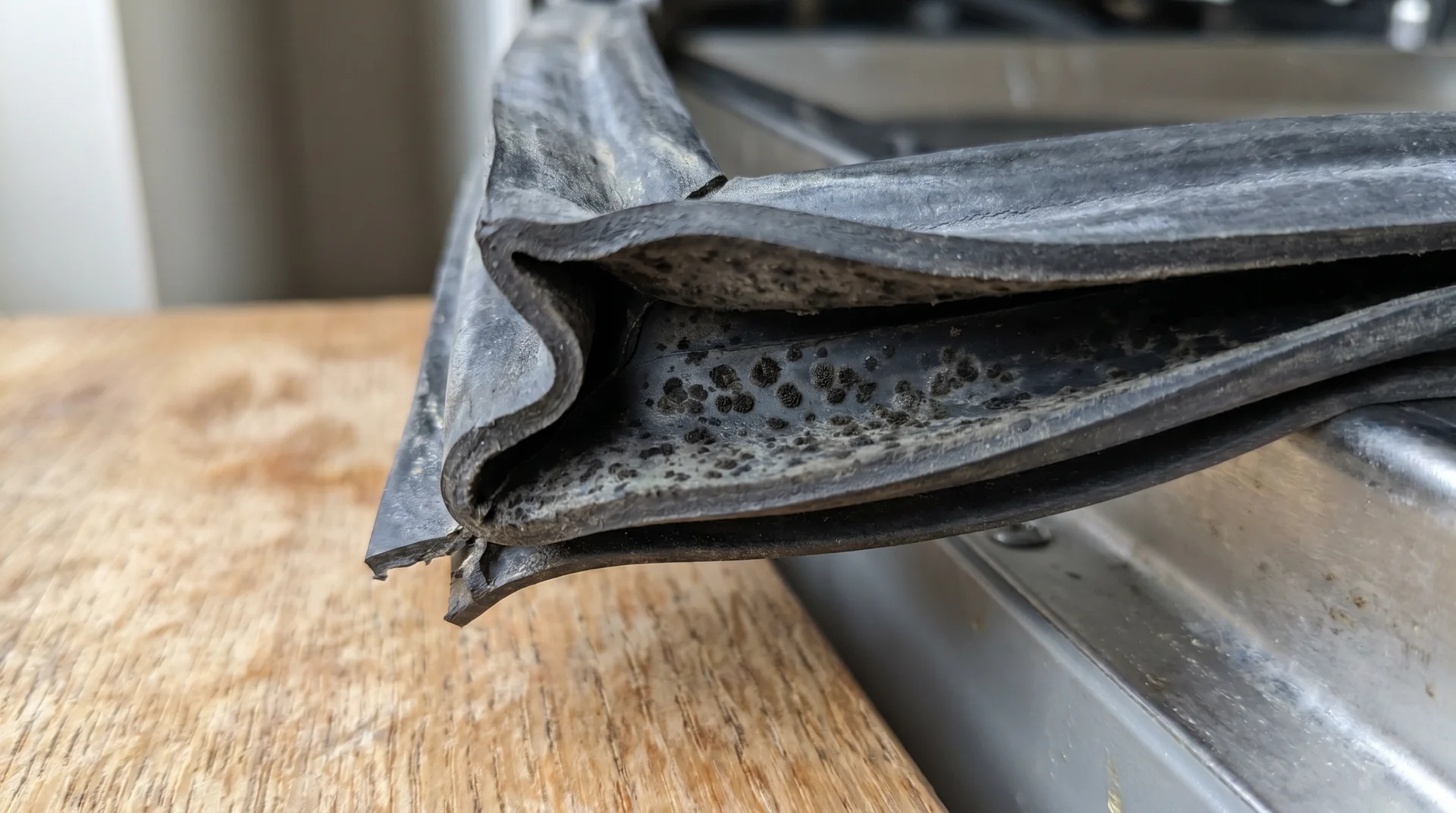 Close-up of dishwasher door gasket fold showing dark mold colonization in the inner channel 